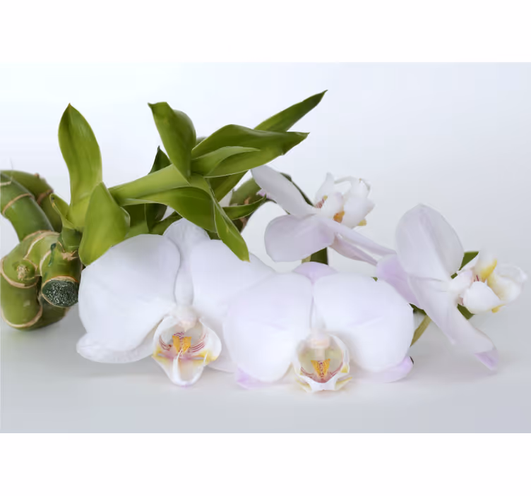Fehér redőnyök zöld orchideával - TenStickers