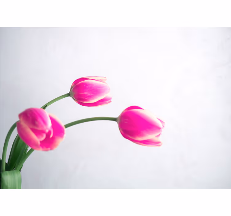 Fehér redőnyök három tulipán fehér háttérrel - TenStickers