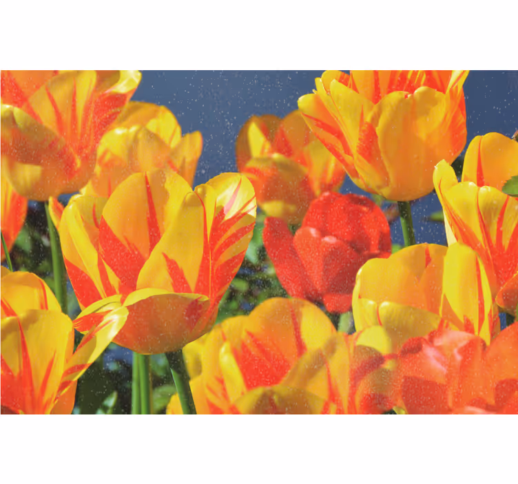 Vörös és sárga tulipánok redőnyök nappali - TenStickers
