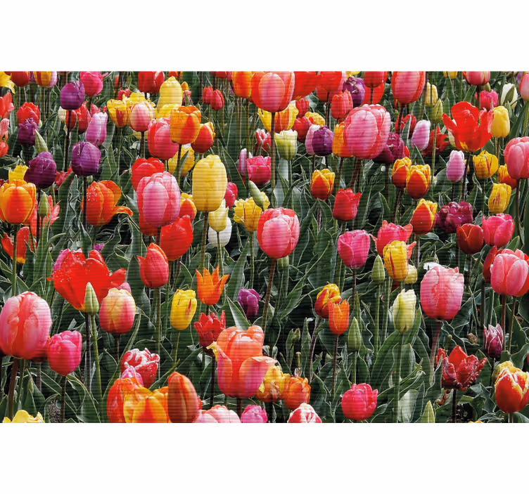 Több tulipán a mezőn - redőnyök nappali - TenStickers