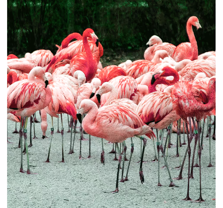 Kellemes flamingók a vízen - redőnyök nappali - TenStickers