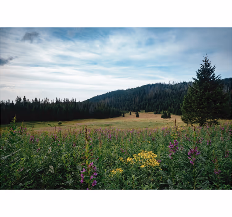 Tavaszi tatra park redőnyök nappali - TenStickers