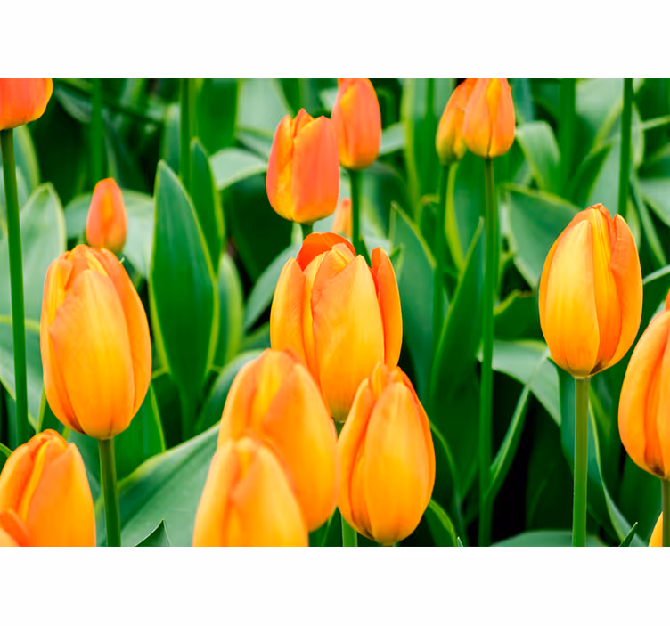 Narancs tulipán virágos redőnyök nappali - TenStickers