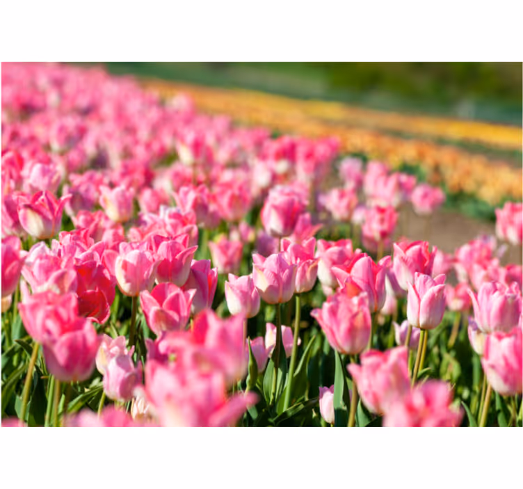 Tulipánmező redőnyök nappali - TenStickers