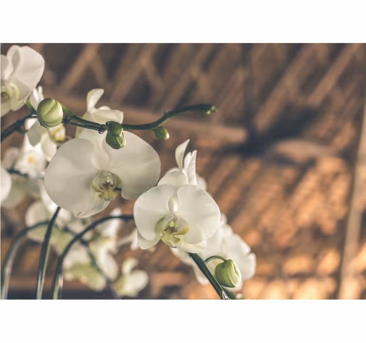 Fehér orchidea struktúrájú redőnyök nappali - TenStickers