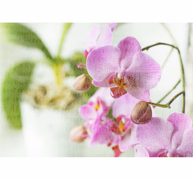 Orchidea szöveggel redőnyök nappali - TenStickers