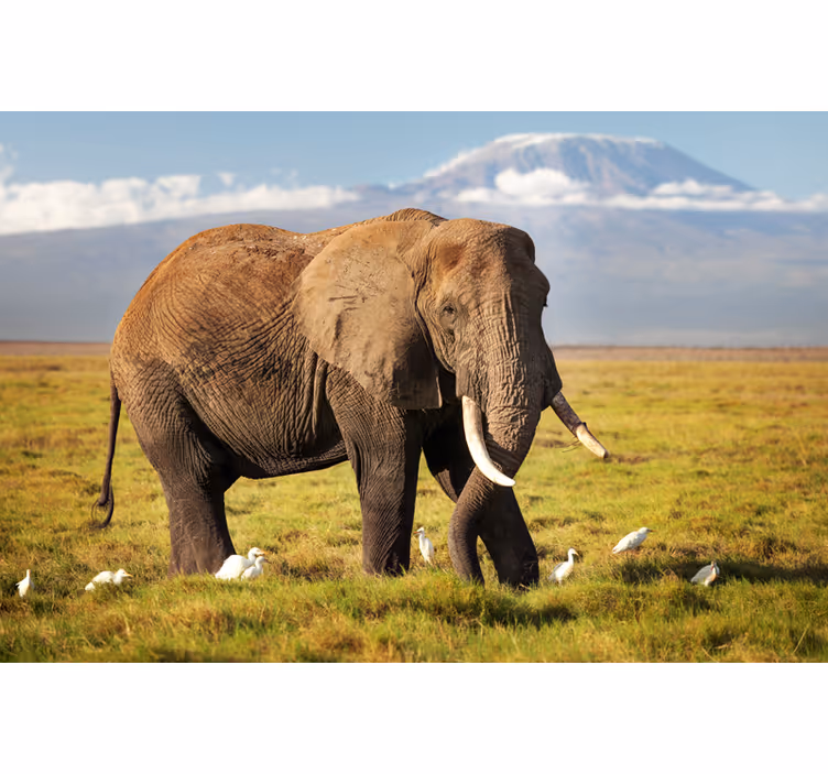 Kilimanjaro elefánt redőnyök nappali - TenStickers