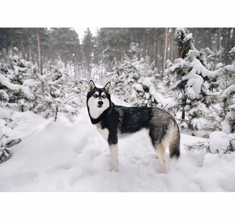 Fehér redőnyök téli erdő és husky kutya - TenStickers