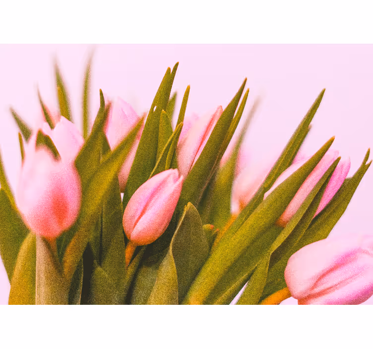 Tulipánok rózsaszín háttéren - redőnyök hálószoba - TenStickers
