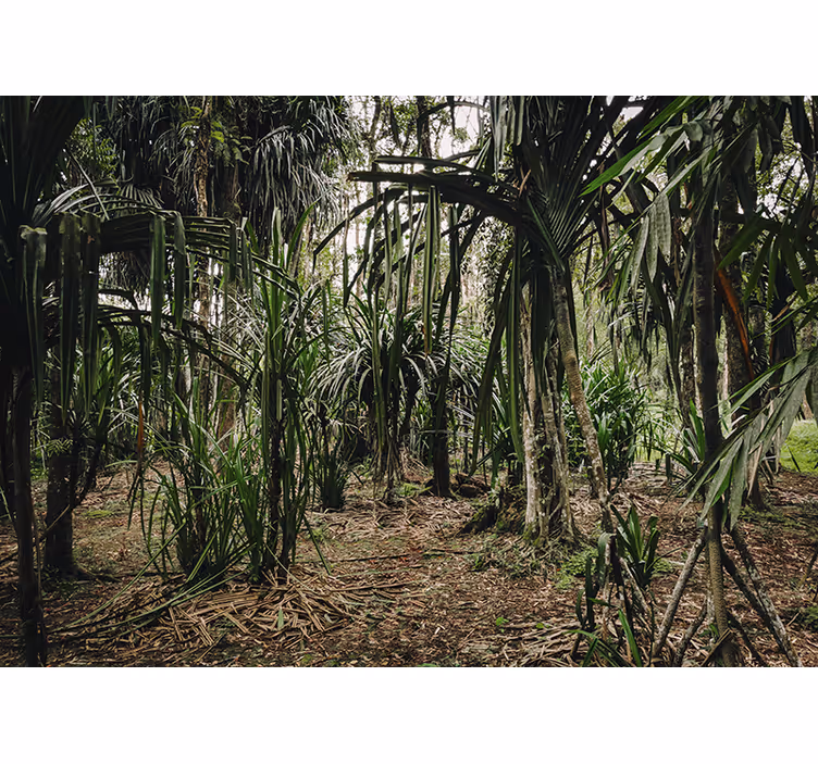 Tropical forest with depths redőnyök hálószoba - TenStickers