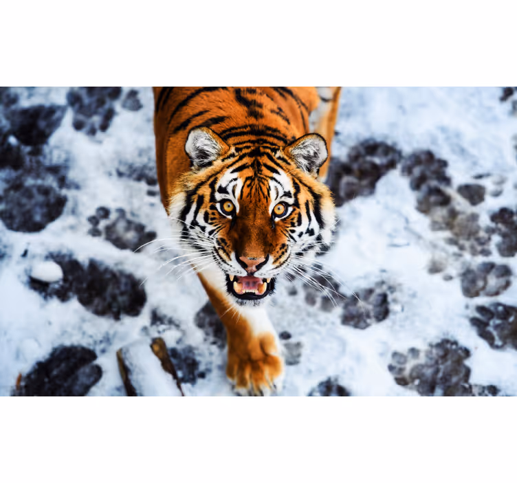 Fierce tiger redőnyök hálószoba - TenStickers