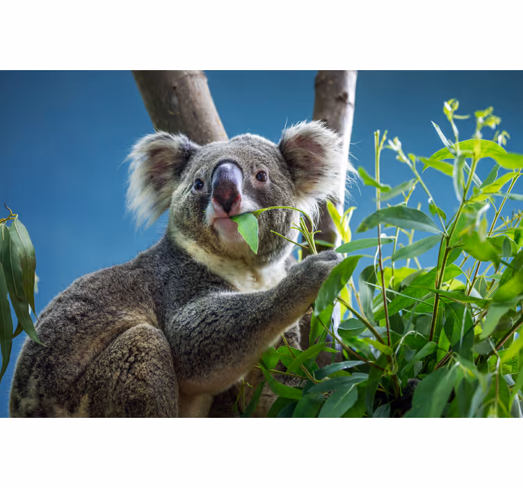 Aranyos koala medvék redőnyök hálószoba - TenStickers
