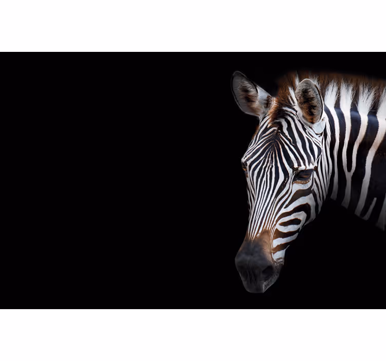 Zebra kép redőnyök fekete - TenStickers