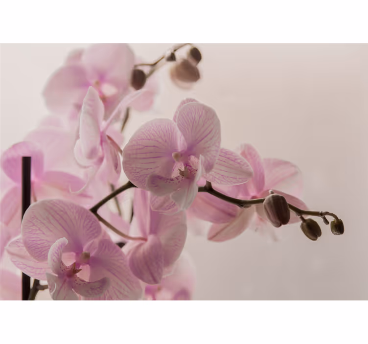Orchidea design redőnyök hálószoba - TenStickers