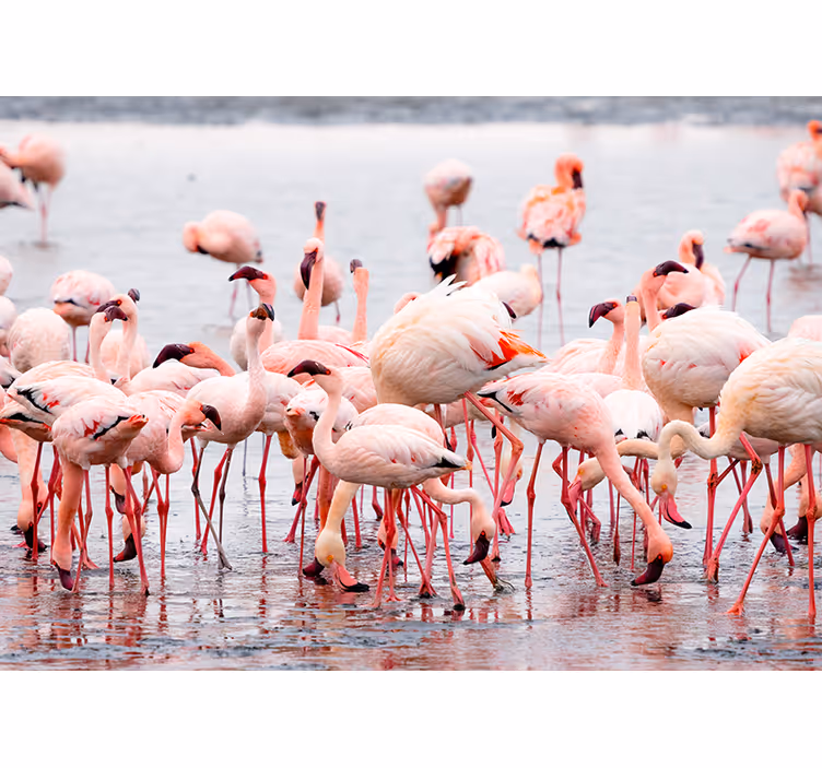 Redőnyök nappali - camargue régió flamingókkal - TenStickers