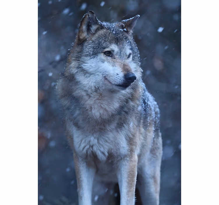 Tizenéves redőnyök hóban lévő farkas - TenStickers