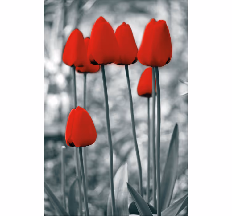 Piros tulipán színes virágRolók - TenStickers
