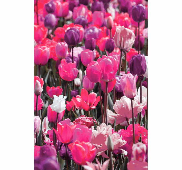 Különböző rózsaszín tulipán virágRolók - TenStickers