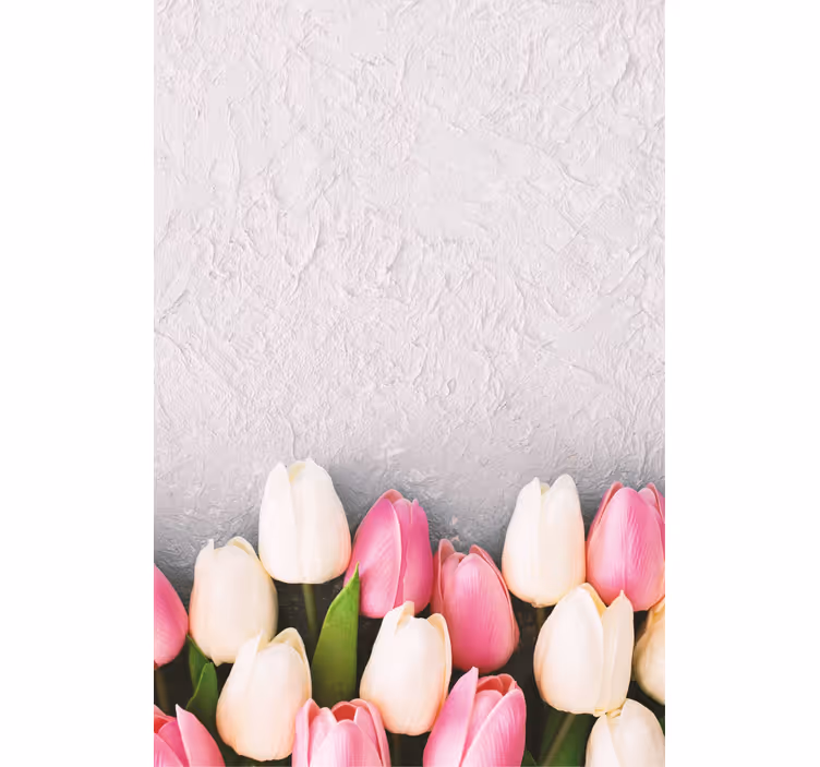 Fehér és rózsaszín tulipán virágRolók - TenStickers