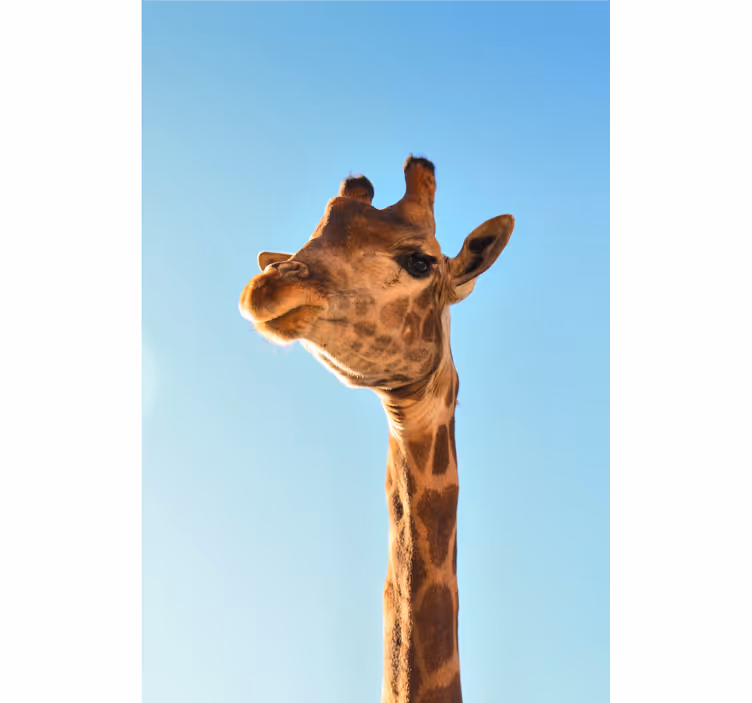 Zsiráf közeli nézetű afrikai stílusú falfestmények - TenStickers