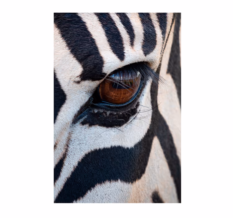 Zebra szeme - afrikai stílusú falfestmények - TenStickers