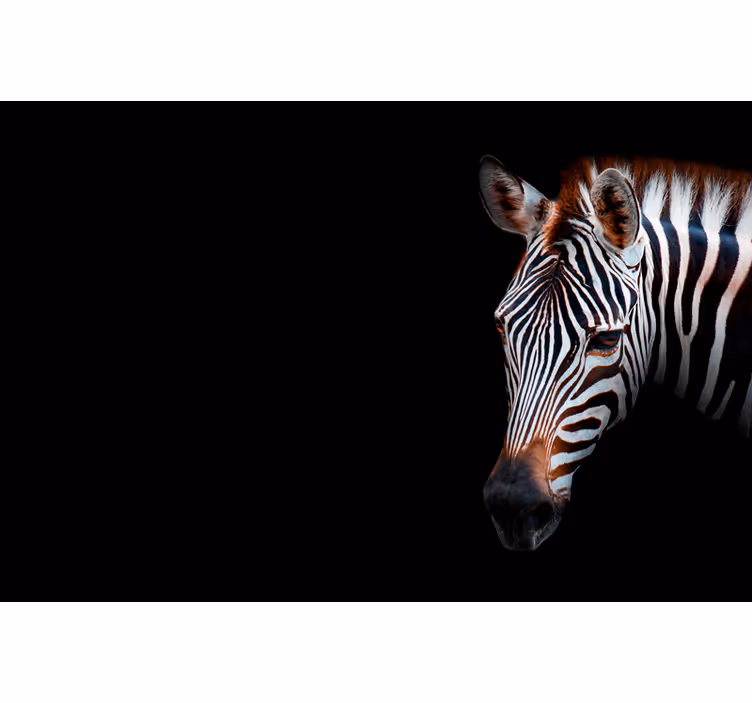 Zebra kép afrikai stílusú falfestményekhez - TenStickers