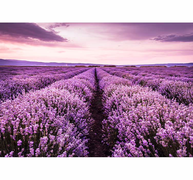 Provence levendula falfestmény - TenStickers