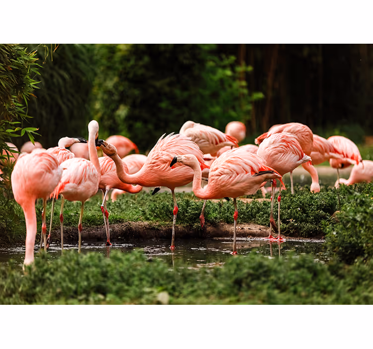 Flamingó csoport falfestmény - TenStickers