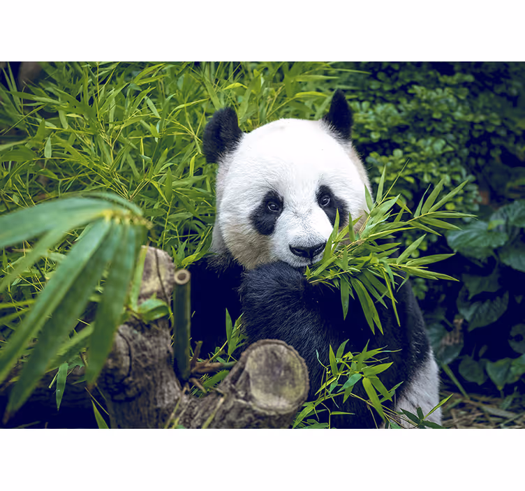 Bambusz falfestmény panda árnyékban - TenStickers