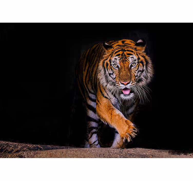 Tigris ragasztó falfestmény - TenStickers