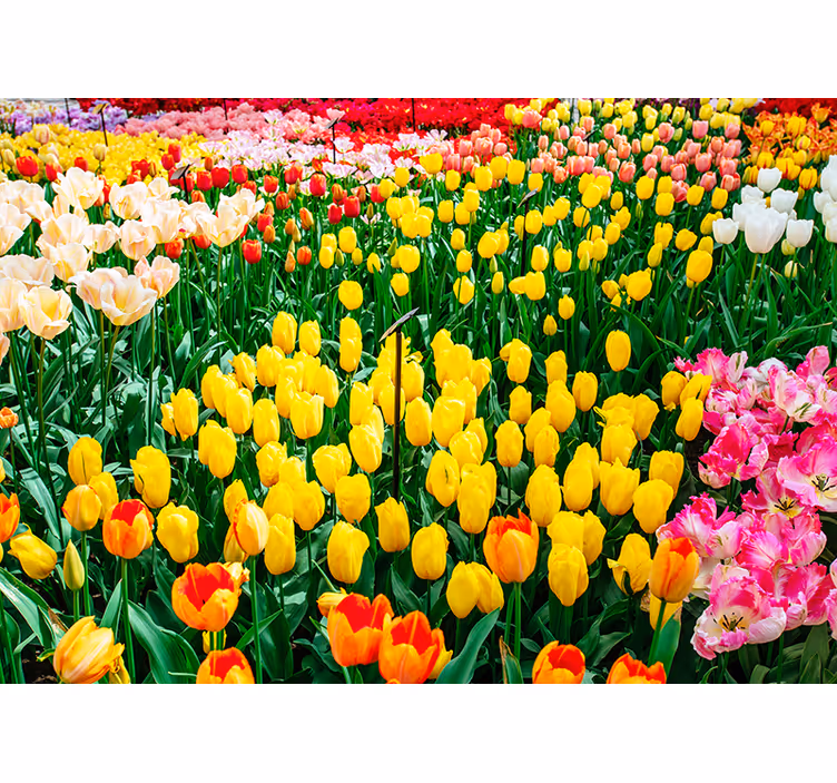 Színes tulipán virág falfestmény - TenStickers