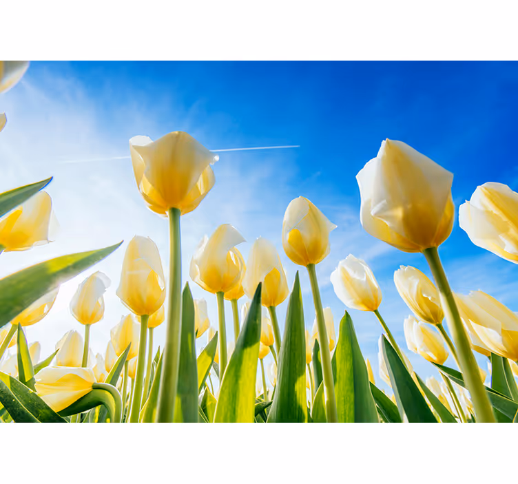 Fehér tulipán táj falfestmény - TenStickers