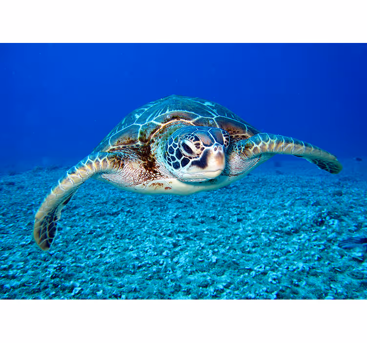 Hawksbill tengeri teknős állat falfestmény - TenStickers