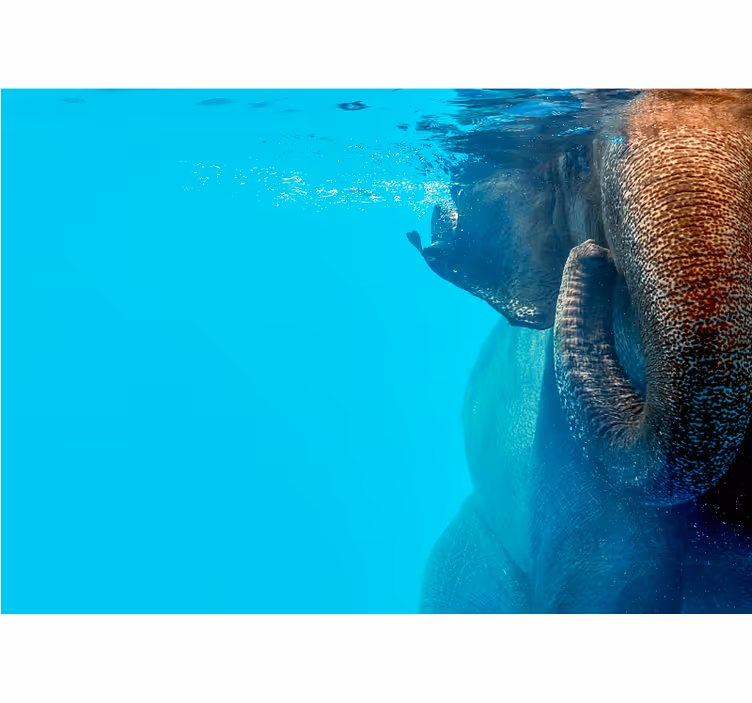 Fenséges víz alatti elefánt Állati fototapéta - TenStickers