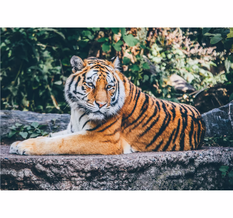 Fenséges tigris tekintet Állati falfestmények - TenStickers