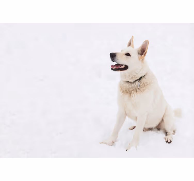Husky a hó falfestményében - TenStickers