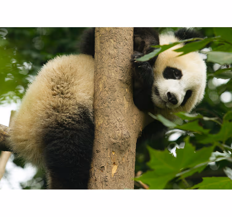 Panda mászófa Állati falfestmények - TenStickers