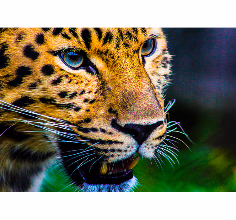 Leopárd közelről Állati fototapéta - TenStickers