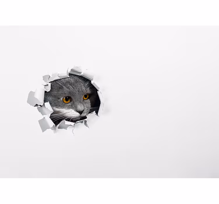 Aranyos macska fotó falfestmény - TenStickers