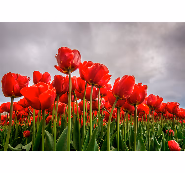 Piros tulipánmező Mák falfestmények - TenStickers