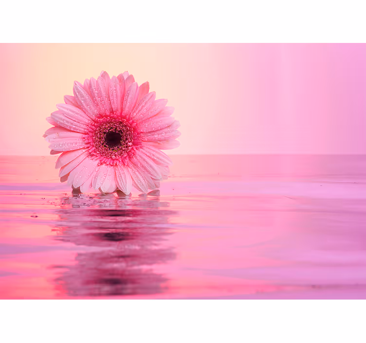Rózsaszín gerbera virágok falfestmény - TenStickers