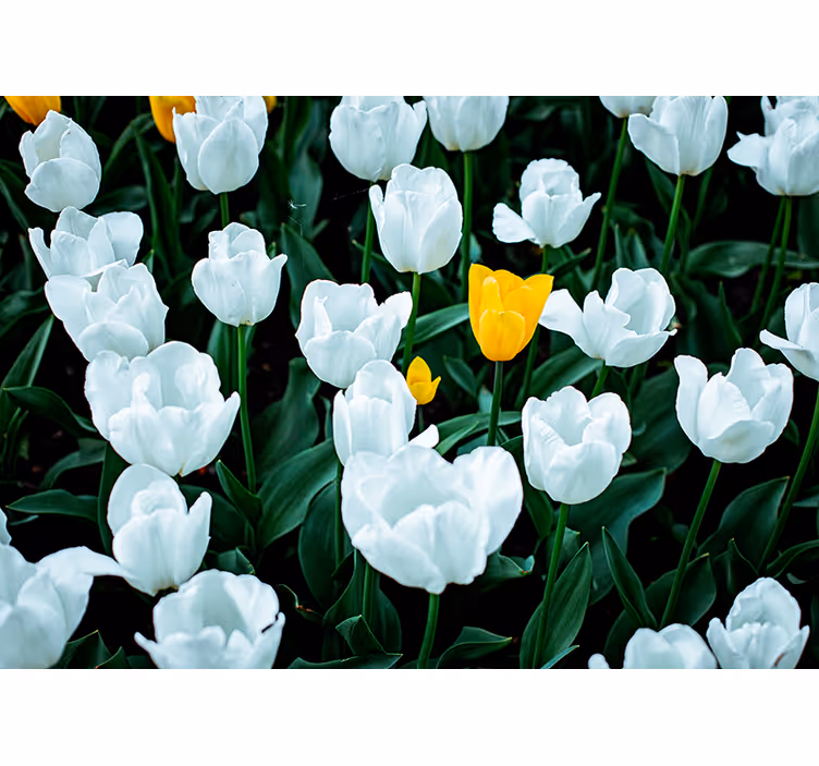 Fehér tulipánok virágoznak Virág falfestmények - TenStickers