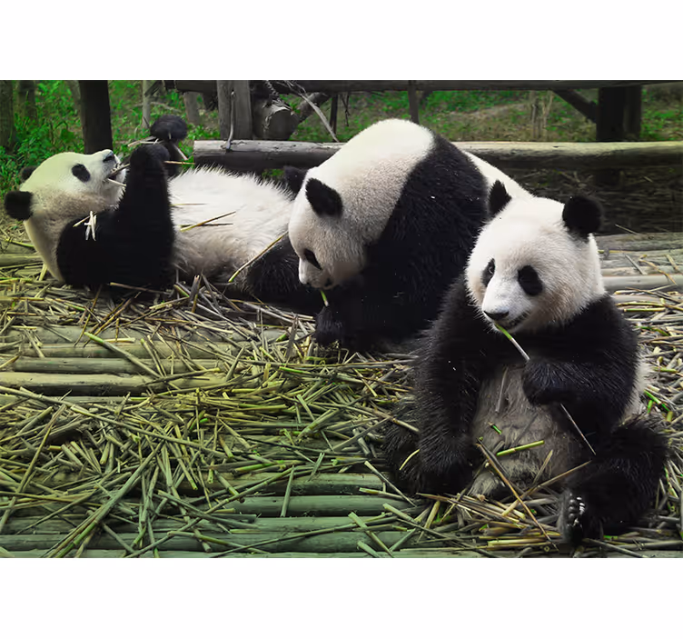 Játékos panda család Állati falfestmények - TenStickers