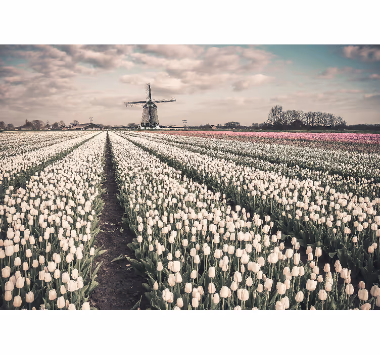 Mező szélmalom tulipán falfestmény - TenStickers
