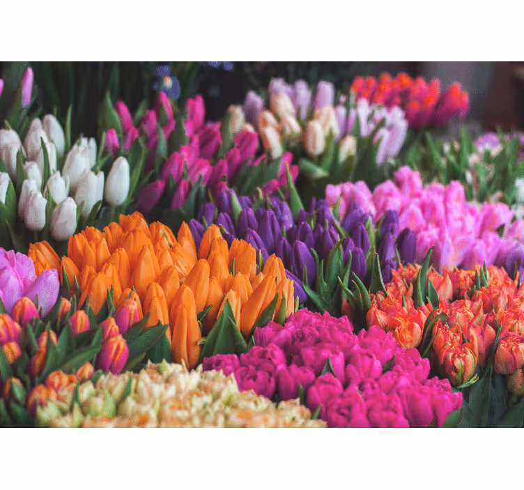 Különböző színű tulipán falfestmény - TenStickers