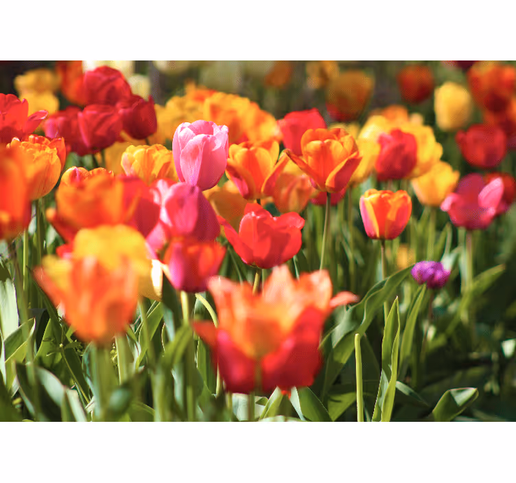 Vibráló tulipánmező virág falfestmények - TenStickers