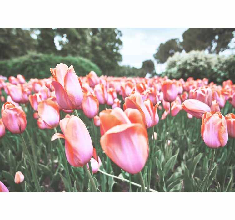 Tulipánmező virágzás mák falfestmények - TenStickers