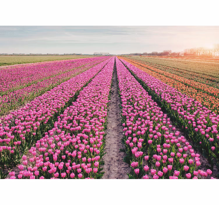 Tulipán vonal mező tulipán falfestmény - TenStickers
