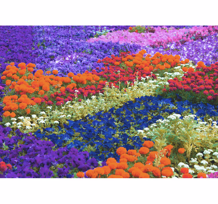 Színes mező Más virág fototapéta - TenStickers