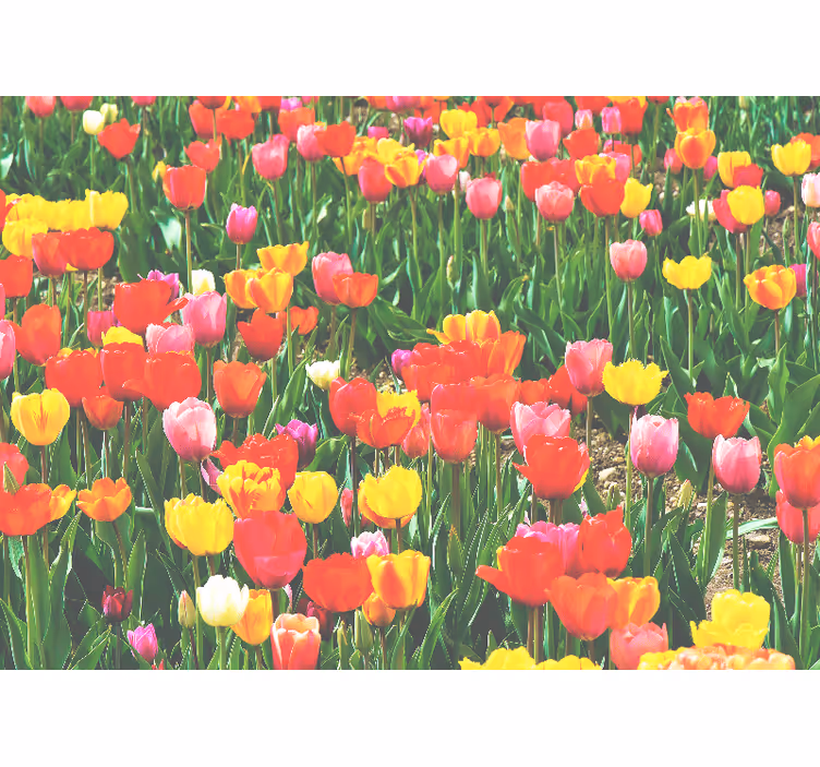Tulipános mező virág falfestmények - TenStickers